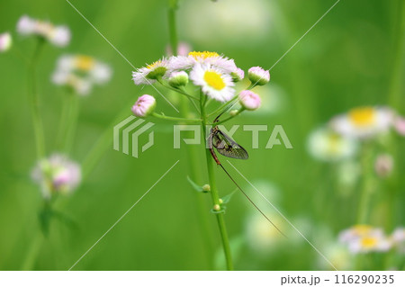 カゲロウ儚い命 116290235