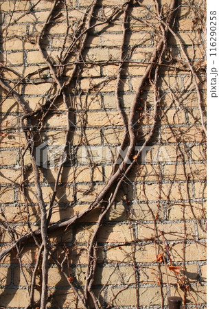 甲子園球場の冬 116290258