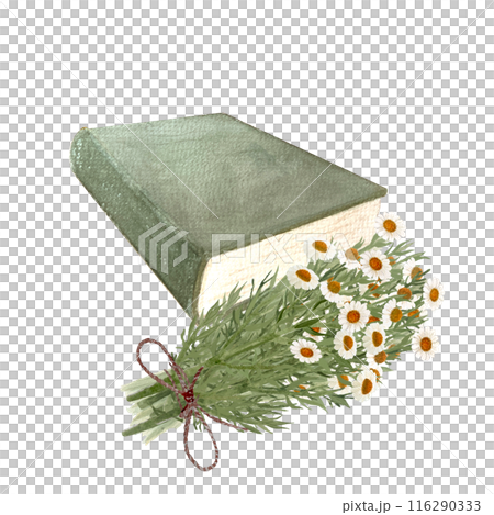 A bouquet of chamomile by a green book watercolor illustration isolated on white. High quality hand painted wild herb for cards, packages, oil infusions, folk medicine recipes and herbal guides design A bouquet of chamomile by a green book watercolor illustration isolated on white. High quality hand painted wild herb for cards, packages, oil infusions, folk medicine recipes and herbal guides design 116290333