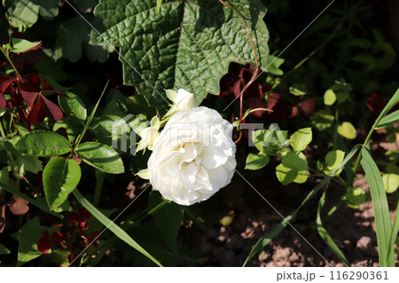 White peony rose with buds on the background of leaves White peony rose with buds on the background of leaves 116290361