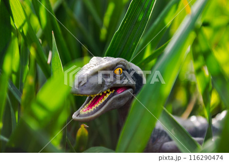 Velociraptor dinosaur toy in the middle of lush green grass 116290474