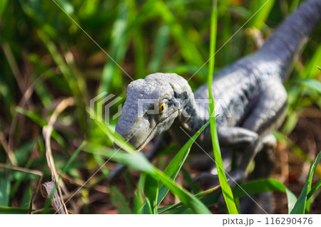 Velociraptor dinosaur toy in the middle of lush green grass 116290476