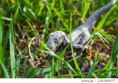 Velociraptor dinosaur toy in the middle of lush green grass 116290477