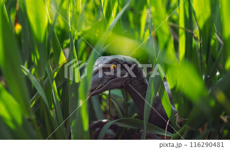 Velociraptor dinosaur toy in the middle of lush green grass 116290481