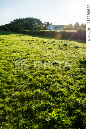 明るい朝の日差しの下の広々とした草原 南ウェールズの郊外の田舎風景 明るい朝の日差しの下の広々とした草原 南ウェールズの郊外の田舎風景 116290643