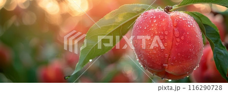 Close-up of a peach with water droplets on branch with green leaves. Macro photography of peach in orchard. Banner with copy space 116290728
