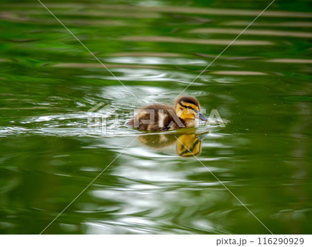 Newborn mallard duckling swimming on the water. 116290929