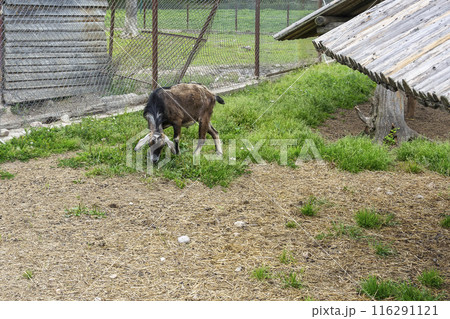 In a fenced enclosure the goat nibbles the green grass. The goat pinches the green grass in a fenced enclosure In a fenced enclosure the goat nibbles the green grass. The goat pinches the green grass in a fenced enclosure 116291121