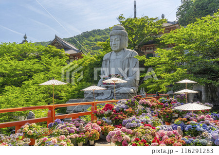 壷阪寺　大釈迦如来石像と紫陽花 116291283