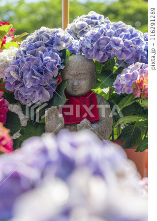 壷阪寺　紫陽花と石仏 116291289