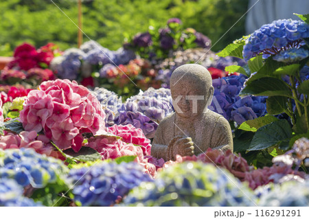 壷阪寺　紫陽花と石仏 116291291