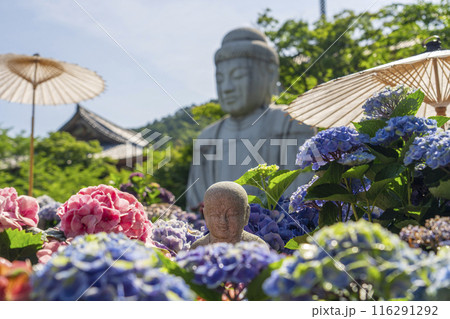 壷阪寺　大釈迦如来石像と紫陽花 116291292