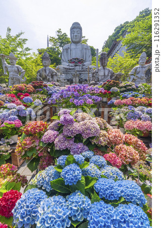 壷阪寺　大釈迦如来石像と紫陽花 116291352