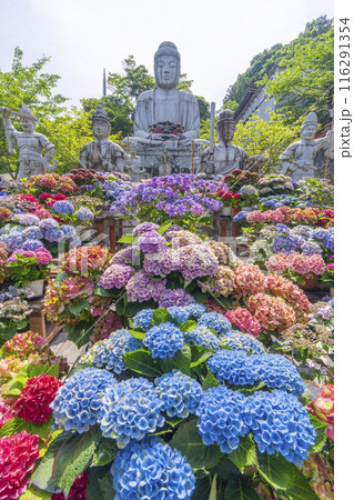壷阪寺　大釈迦如来石像と紫陽花 116291354