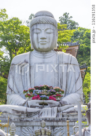 壷阪寺 大釈迦如来石像と紫陽花 壷阪寺 大釈迦如来石像と紫陽花 116291358