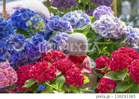 壷阪寺　紫陽花に囲まれた小さな石仏 116291365