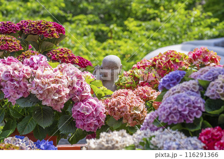 壷阪寺　紫陽花に囲まれた小さな石仏 116291366