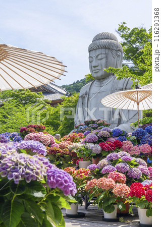 壷阪寺　大釈迦如来石像と紫陽花 116291368