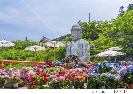 壷阪寺　大釈迦如来石像と紫陽花 116291372