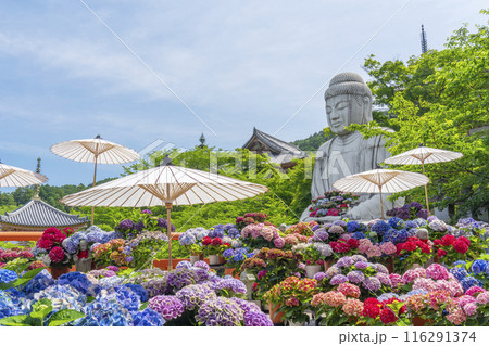壷阪寺　大釈迦如来石像と紫陽花 116291374