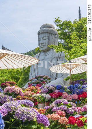壷阪寺　大釈迦如来石像と紫陽花 116291376