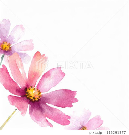 コスモス コスモス 116291577