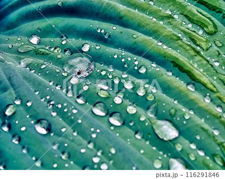 Beautiful green leaf texture with drops of water Beautiful green leaf texture with drops of water 116291846