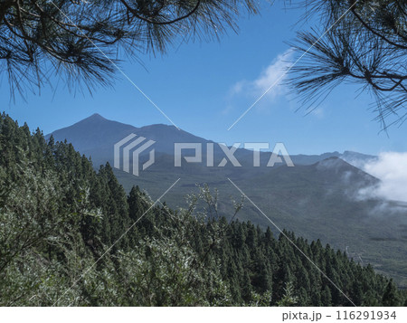 Scenic view on volcano Pico del Teide surrounded by pine tree forest, Teno mountain range, Tenerife, Canary Islands, Spain, Europe. Hiking trail around Cruz de Gala peak. Scenic view on volcano Pico del Teide surrounded by pine tree forest, Teno mountain range, Tenerife, Canary Islands, Spain, Europe. Hiking trail around Cruz de Gala peak. 116291934