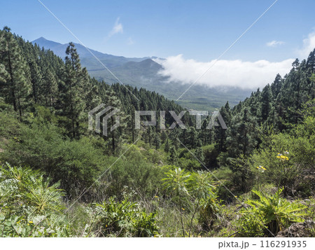 Scenic view on volcano Pico del Teide surrounded by pine tree forest, Teno mountain range, Tenerife, Canary Islands, Spain, Europe. Hiking trail around Cruz de Gala peak. Scenic view on volcano Pico del Teide surrounded by pine tree forest, Teno mountain range, Tenerife, Canary Islands, Spain, Europe. Hiking trail around Cruz de Gala peak. 116291935