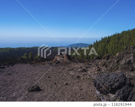 Volcanic landscape at Chinyero volcano circular hiking trail. Black ground of lava ash and rock, green endemic Canary island pines, atlantic ocean and clear blue sky. Tenerife, Spain 116291944