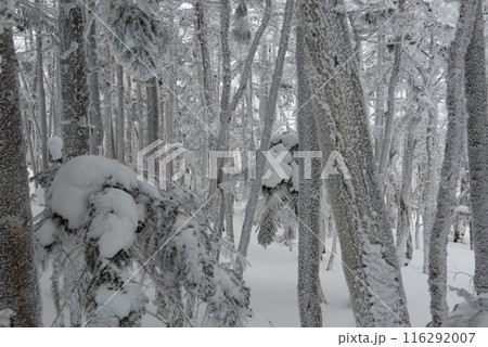 長野県茅野市の厳冬期の東天狗岳の渋ノ湯ルート（唐沢鉱泉分岐～黒百合ヒュッテ）の雪景色 116292007