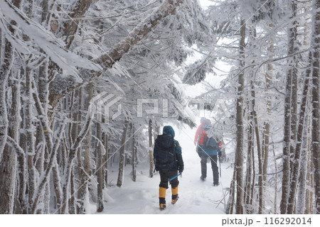 長野県茅野市の厳冬期の東天狗岳の渋ノ湯ルート（東天狗～中山峠）の登山者と雪景色 116292014