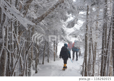 長野県茅野市の厳冬期の東天狗岳の渋ノ湯ルート（東天狗～中山峠）の登山者と雪景色 116292015