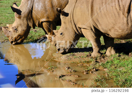 Two white rhinos drinking in a pond. Two white rhinos drinking in a pond. 116292198