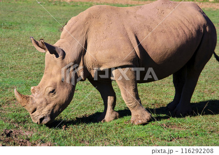 A white rhino is eating grass in a field. 116292208