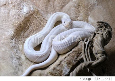 Texas rat snake . Is a nonvenomous colubrid, found in the United States. 116292211