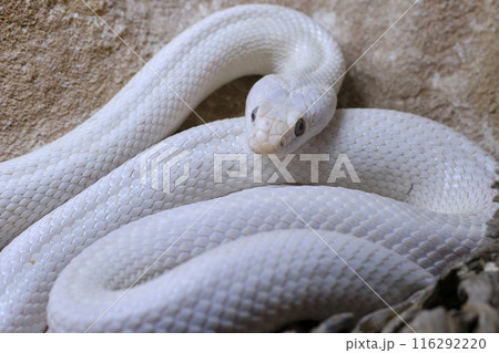 Texas rat snake . Is a nonvenomous colubrid, found in the United States. 116292220