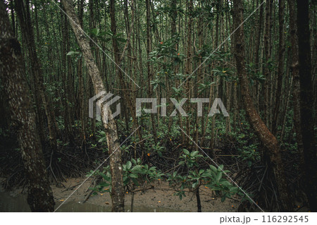 Deep mangrove forest of Mu Ko Chumphon National Park, Thailand Deep mangrove forest of Mu Ko Chumphon National Park, Thailand 116292545