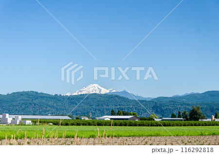 Agricultural farms in Chilliwack, Fraser Valley, BC, Canada. Mt. Baker is seen in the background 116292818