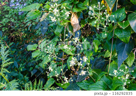 Wild flowers of Fraser Valley found at Chilliwack, BC, Canada 116292835