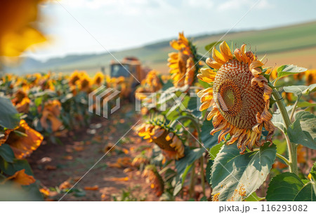 Dry ripe field sunflowers, blossoms reaching towards sun, blue sky background. Concept agricultural 116293082