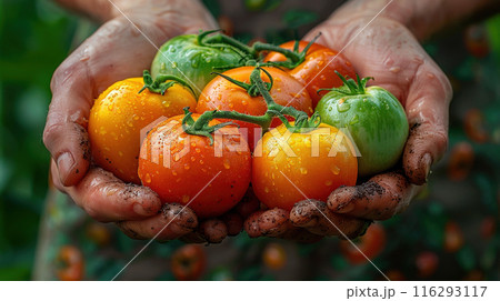 Fresh organic colorful tomatoes farmers hands. Gardening or harvest concept. Organic vegetables 116293117