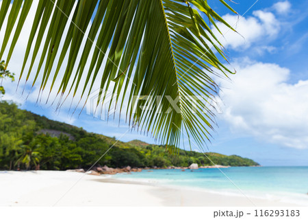 Coastal tropical landscape with coconut palm tree branch and white sand Coastal tropical landscape with coconut palm tree branch and white sand 116293183