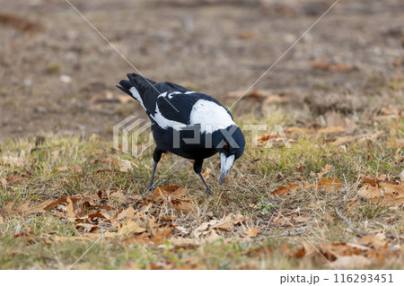 Photograph of an Australian Magpie foraging for food on the ground 116293451