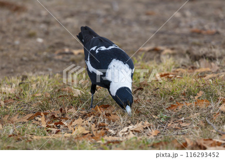 Photograph of an Australian Magpie foraging for food on the ground Photograph of an Australian Magpie foraging for food on the ground 116293452