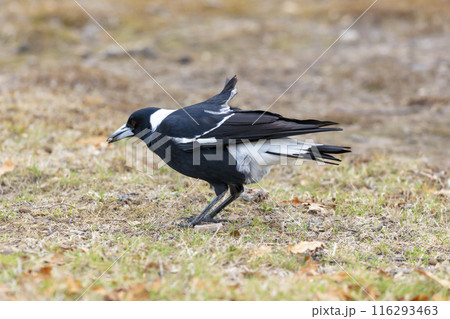 Photograph of an Australian Magpie foraging for food on the ground Photograph of an Australian Magpie foraging for food on the ground 116293463