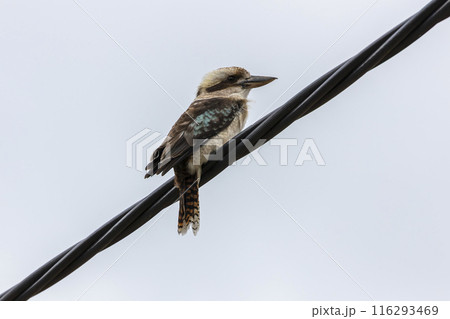 Photograph of an Australian Kookaburra sitting on a transmission cable Photograph of an Australian Kookaburra sitting on a transmission cable 116293469