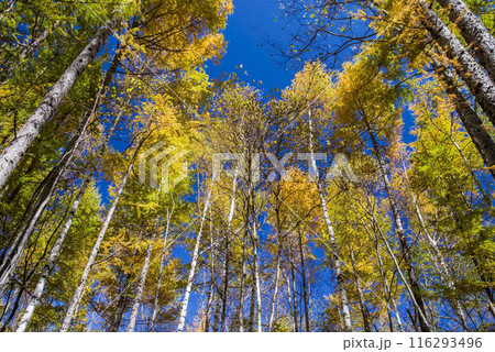 《秋の上高地》白樺と落葉松の黄葉 116293496