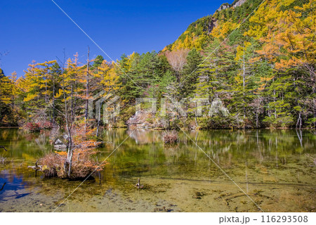《秋の上高地》明神池の鮮やかな紅葉 116293508