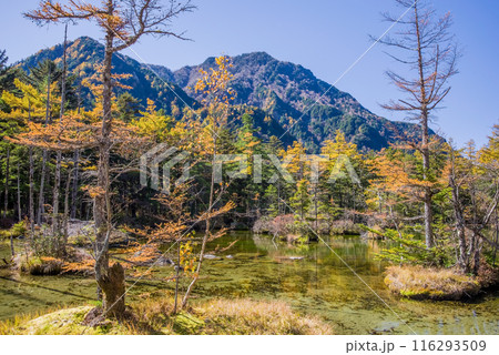 《秋の上高地》明神池の鮮やかな紅葉 《秋の上高地》明神池の鮮やかな紅葉 116293509